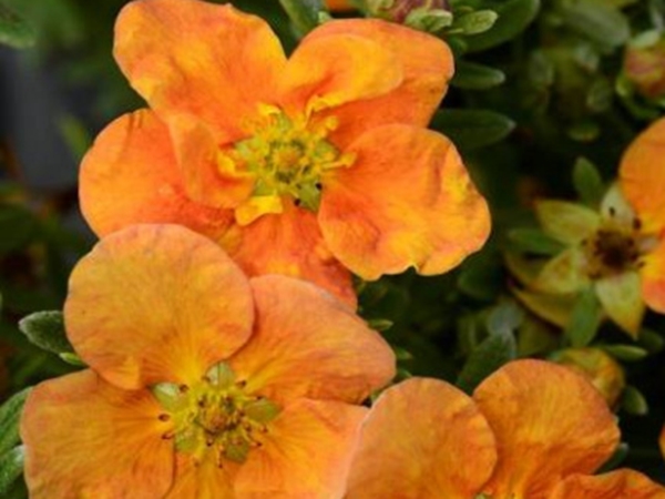 Sidabražolė krūminė 'Orang'issima' (lot. Potentilla fruticosa) Sidabražolė krūminė 'Orang'issima' (lot. Potentilla fruticosa)